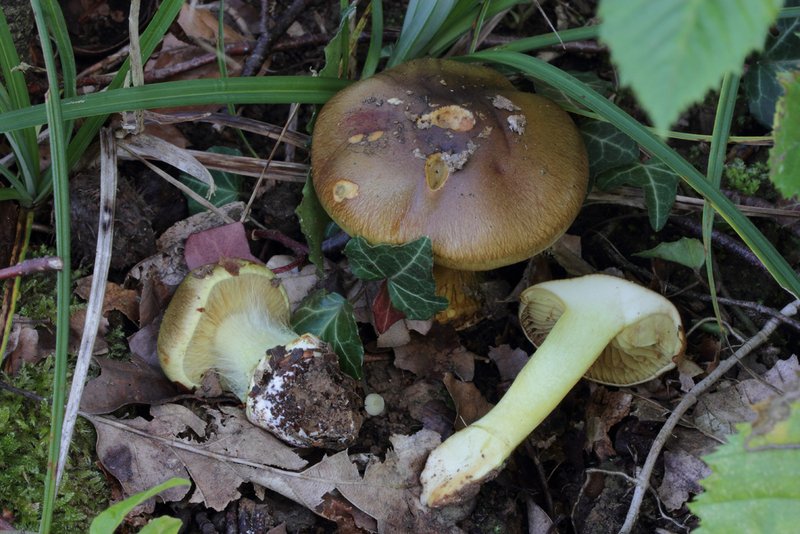 Cortinarius xanthochlorus